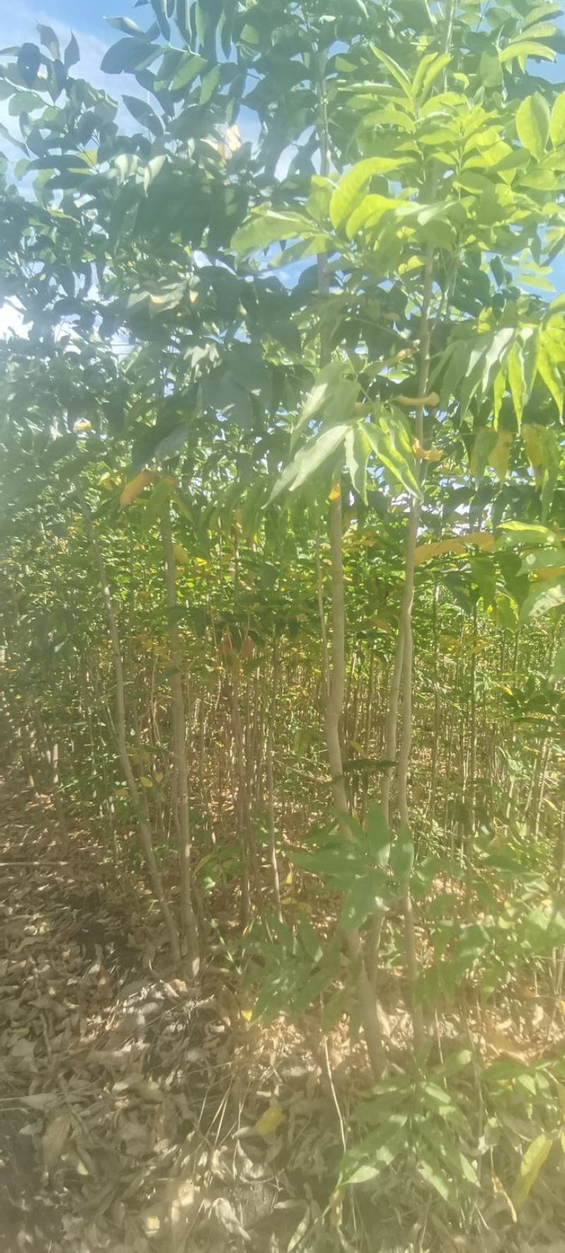 出土量2-3公分无患子，无患子小苗，苗圃直供