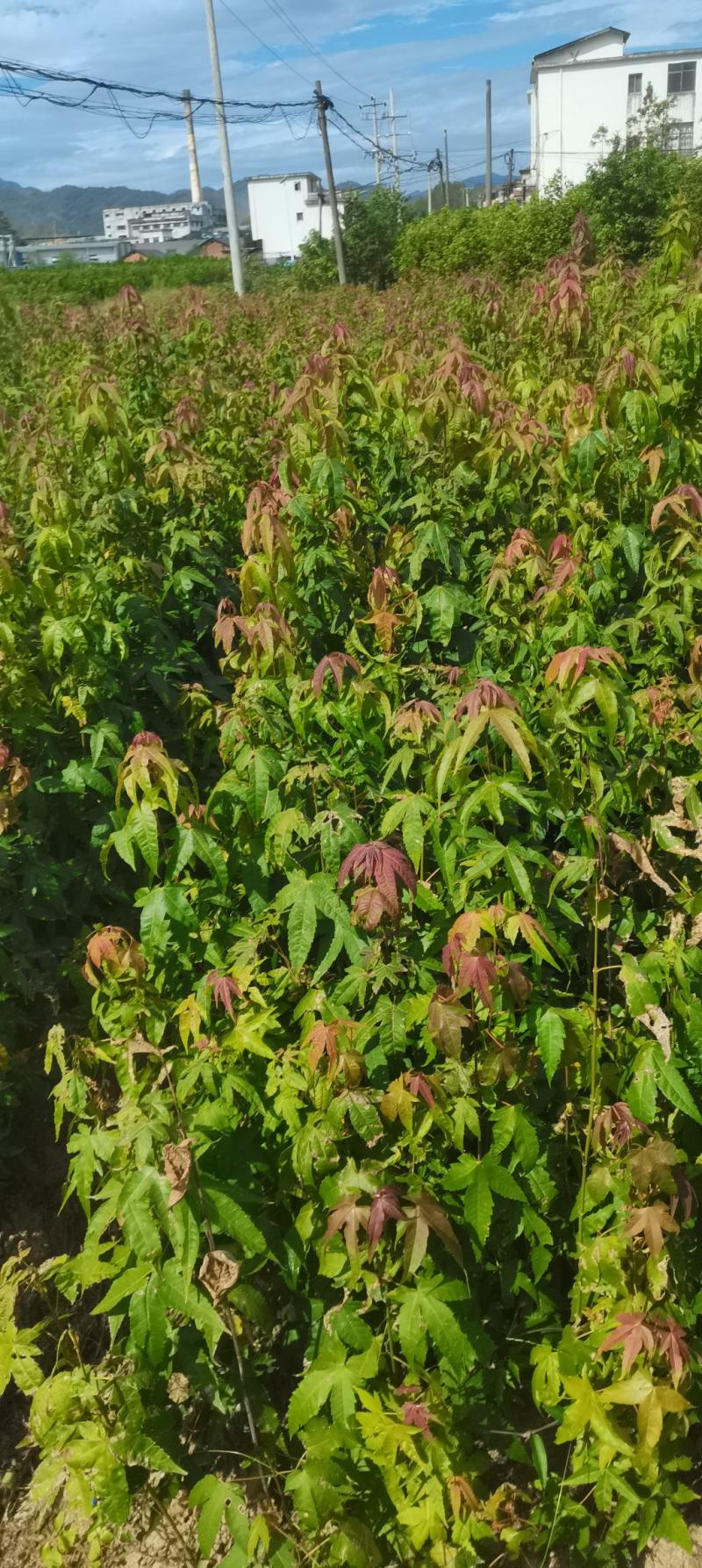 供应青枫，江西青枫小苗供应，基地主营树种，落叶乔木