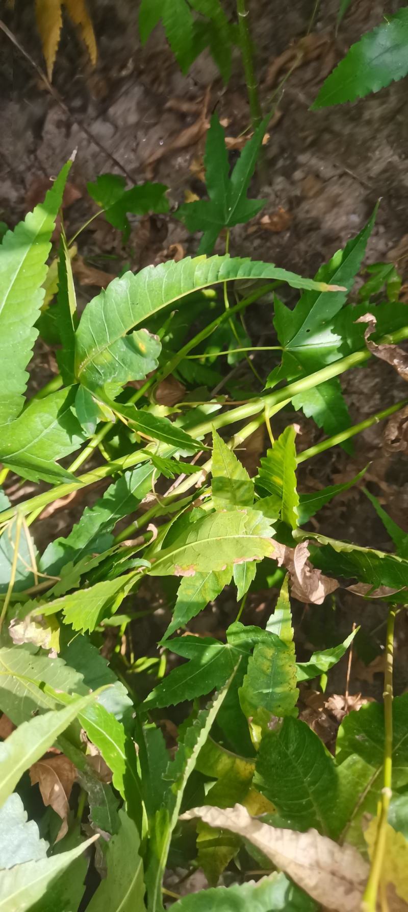 供应青枫，江西青枫小苗供应，基地主营树种，落叶乔木