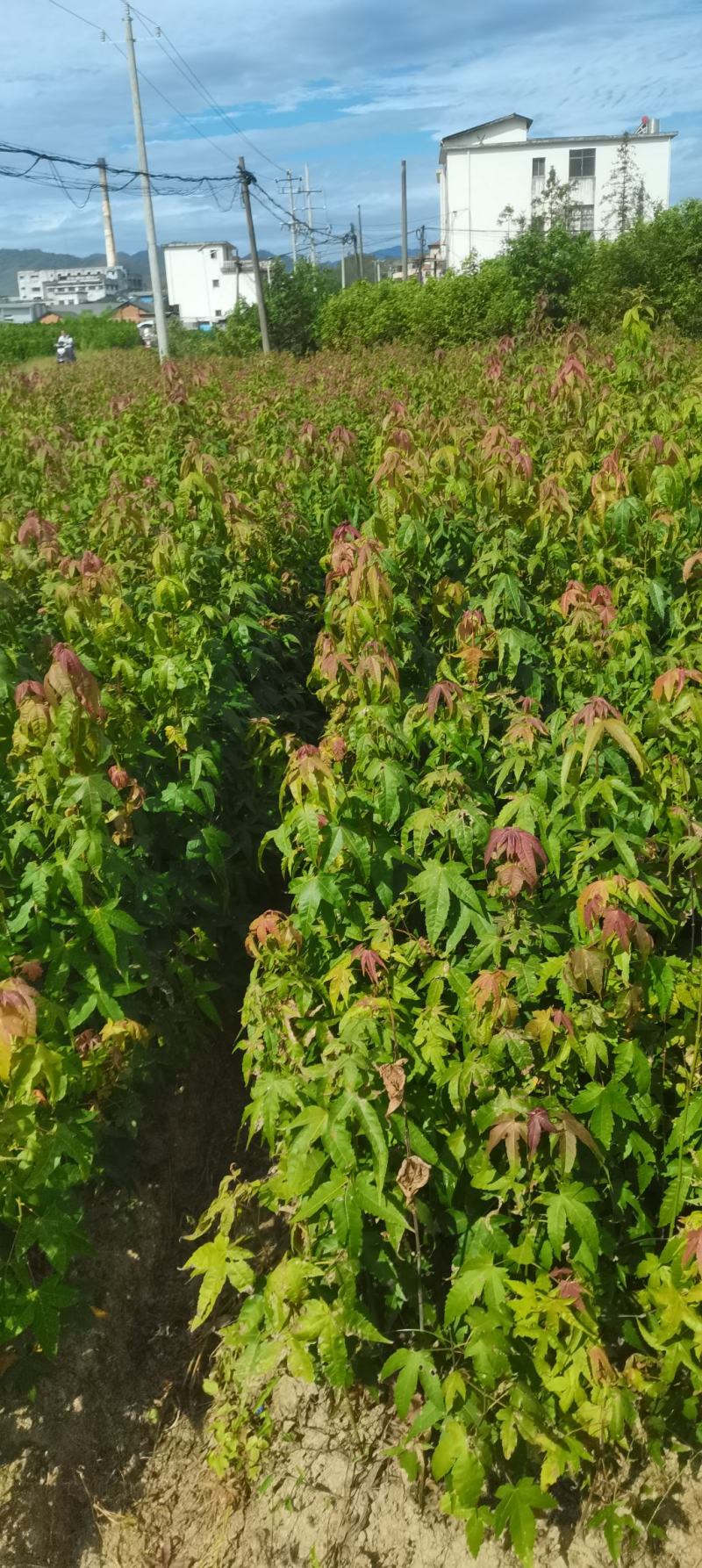 供应青枫，江西青枫小苗供应，基地主营树种，落叶乔木
