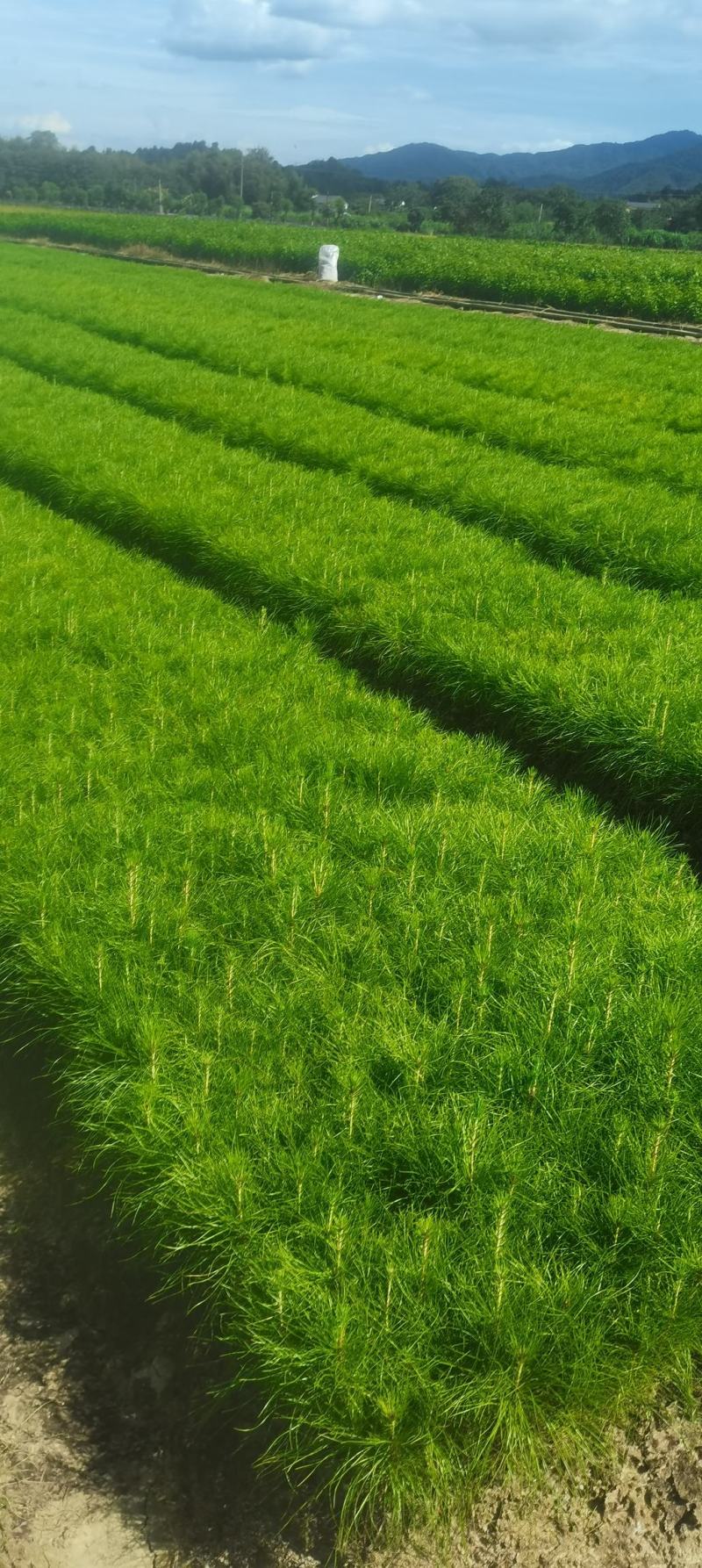 油松供应，江西湿地松容器苗供应，造林苗现货海量供应