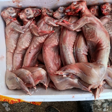 清真新鲜兔肉