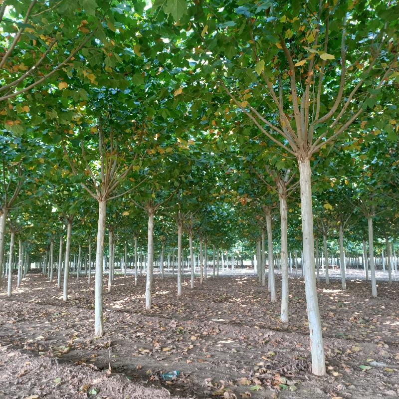 10-15公分法桐待售