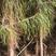 供应3年湿地松树，高度1米5以上，江西造林苗大量供应