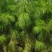 供应3年湿地松树,高度1米5以上,江西造林苗大量供应