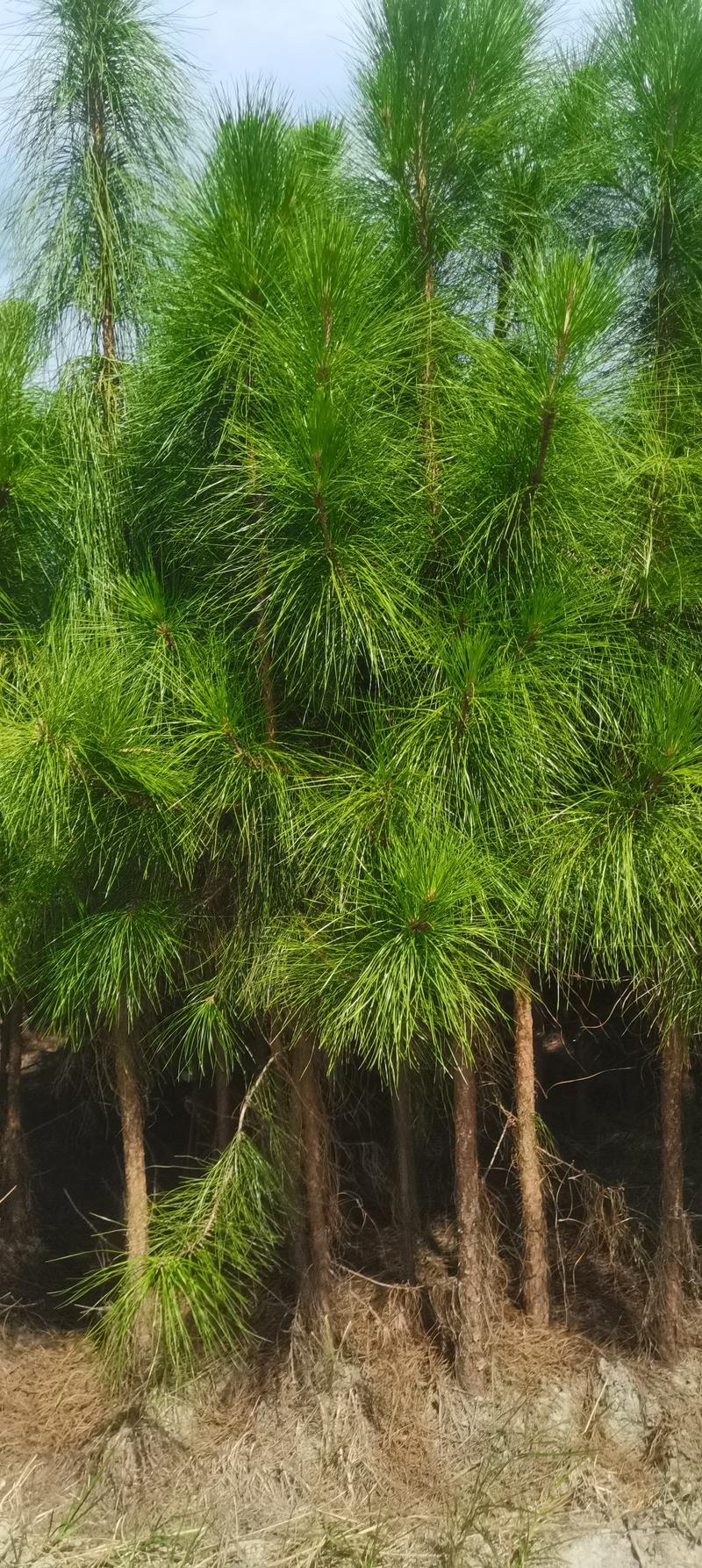 供应3年湿地松树，高度1米5以上，江西造林苗大量供应