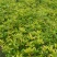 两年生桂花小苗，籽播田苗，2-3公分桂花大量供应
