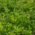 两年生桂花小苗，籽播田苗，2-3公分桂花大量供应