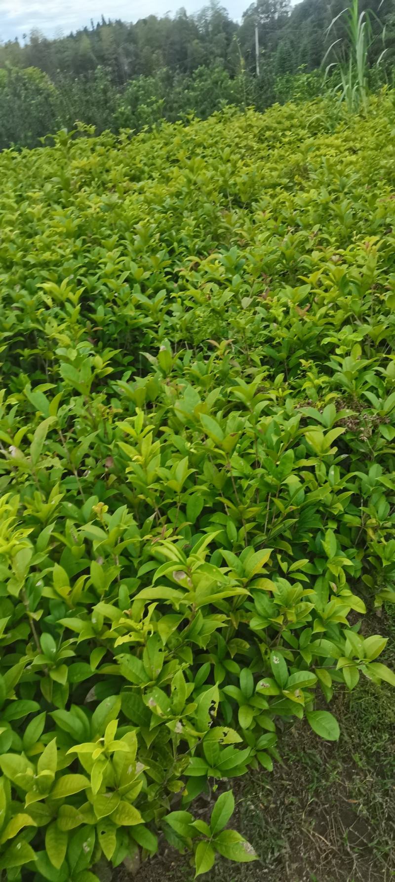 两年生桂花小苗，籽播田苗，2-3公分桂花大量供应