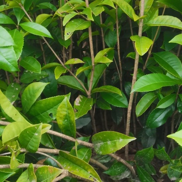 两年生桂花小苗，籽播田苗，2-3公分桂花大量供应