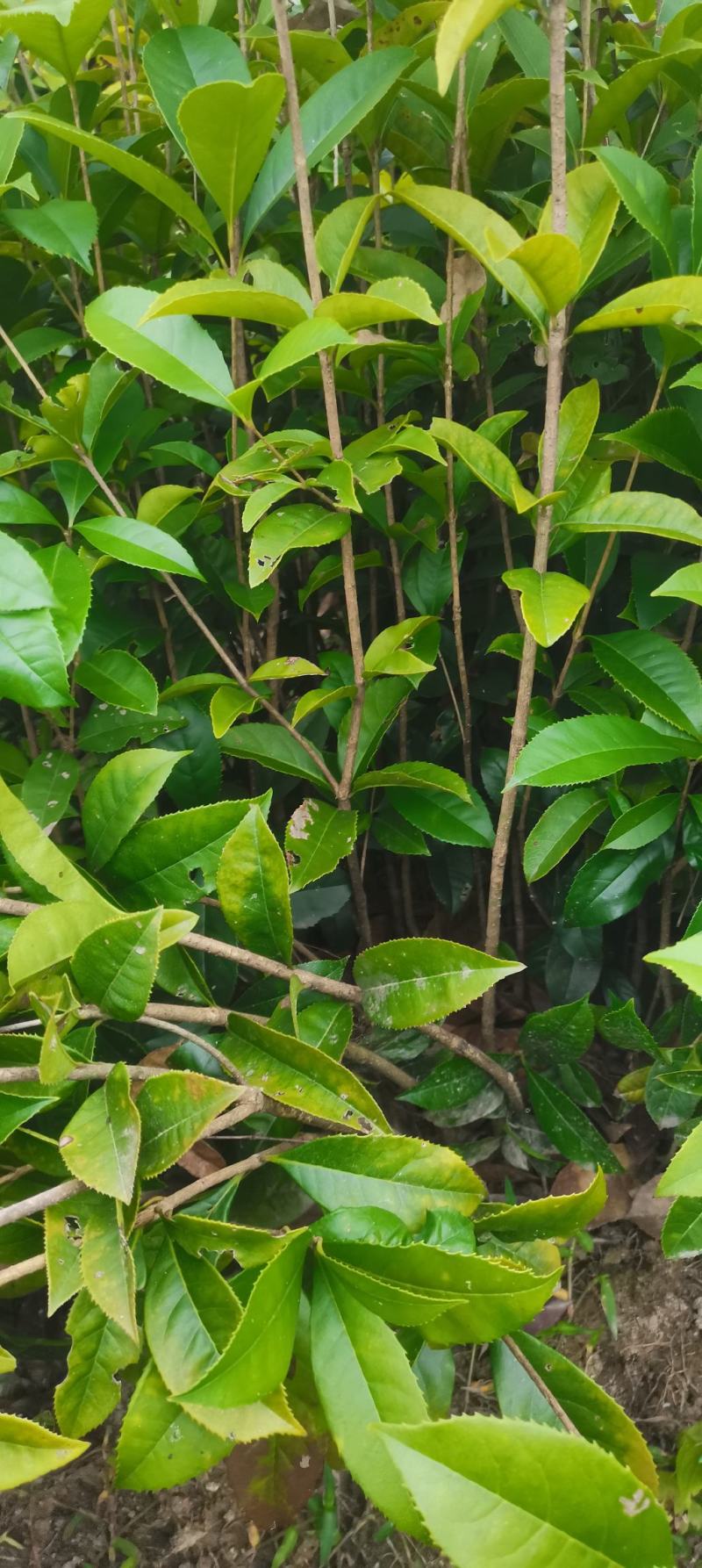 两年生桂花小苗，籽播田苗，2-3公分桂花大量供应