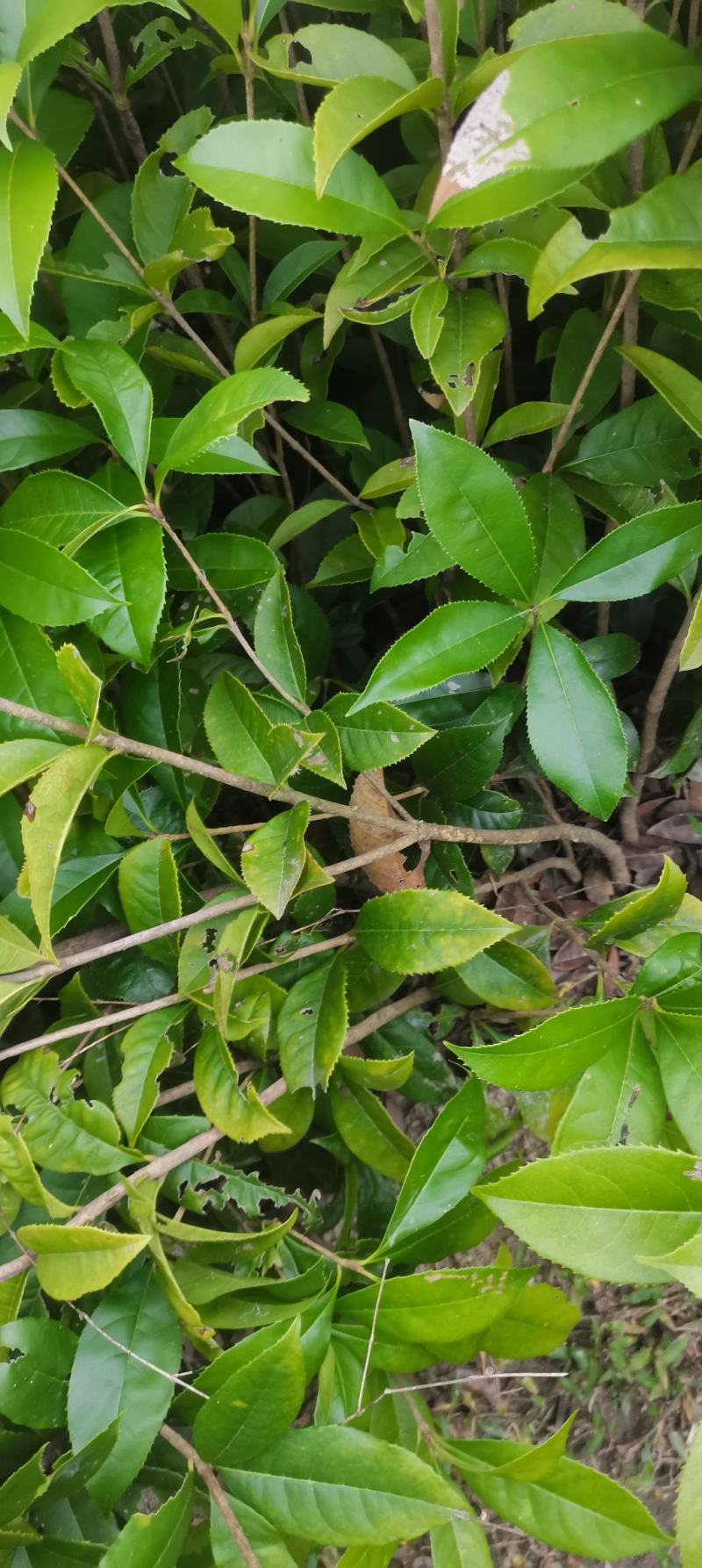 两年生桂花小苗，籽播田苗，2-3公分桂花大量供应
