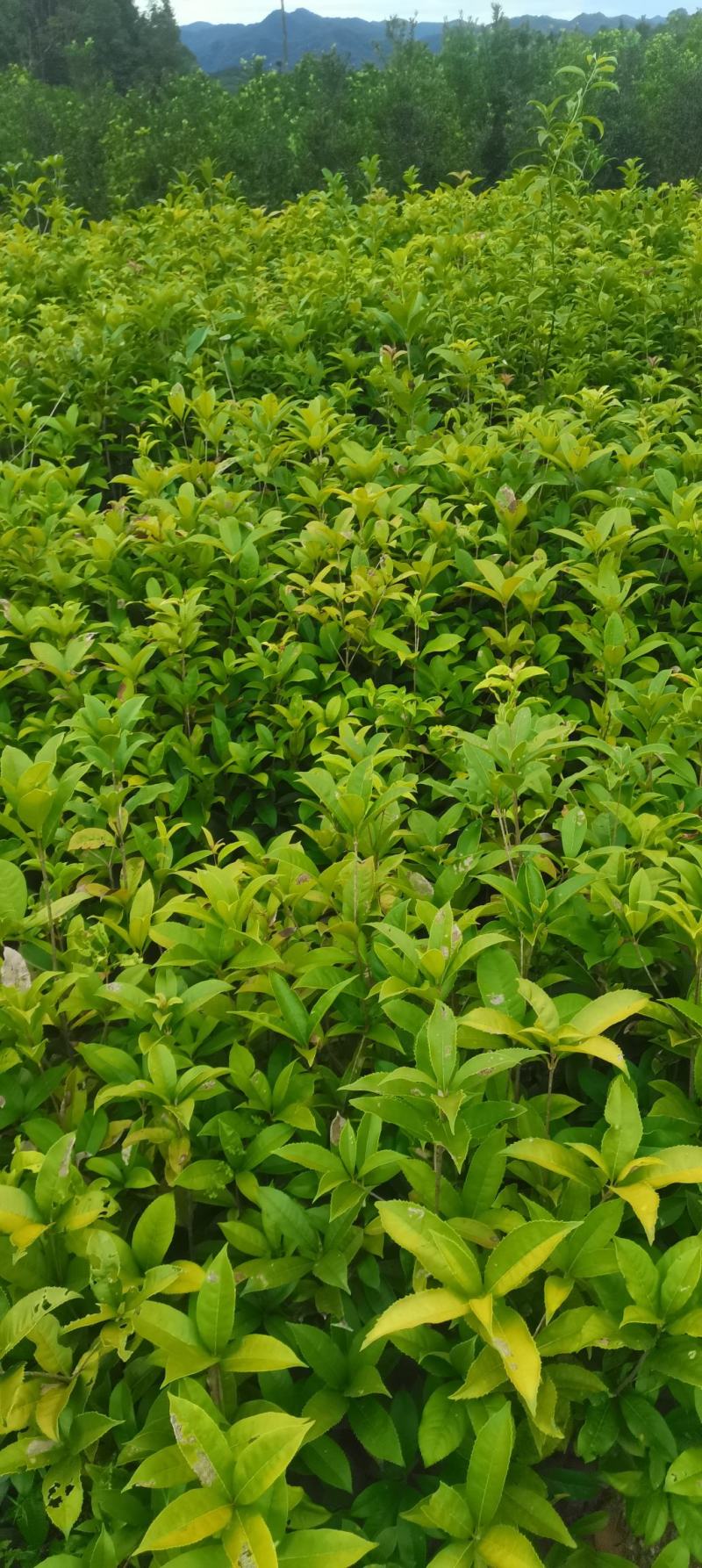 两年生桂花小苗，籽播田苗，2-3公分桂花大量供应