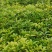 两年生桂花小苗，籽播田苗，2-3公分桂花大量供应