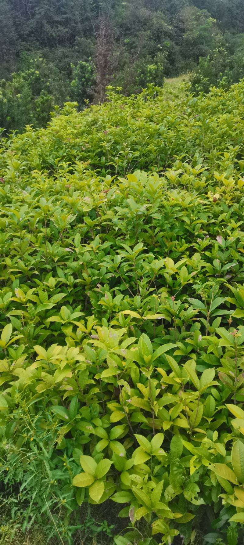两年生桂花小苗，籽播田苗，2-3公分桂花大量供应