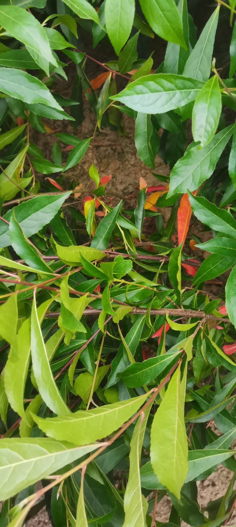 供应一年生杜英小苗，山杜英供应，江西供应各种造林苗绿化苗