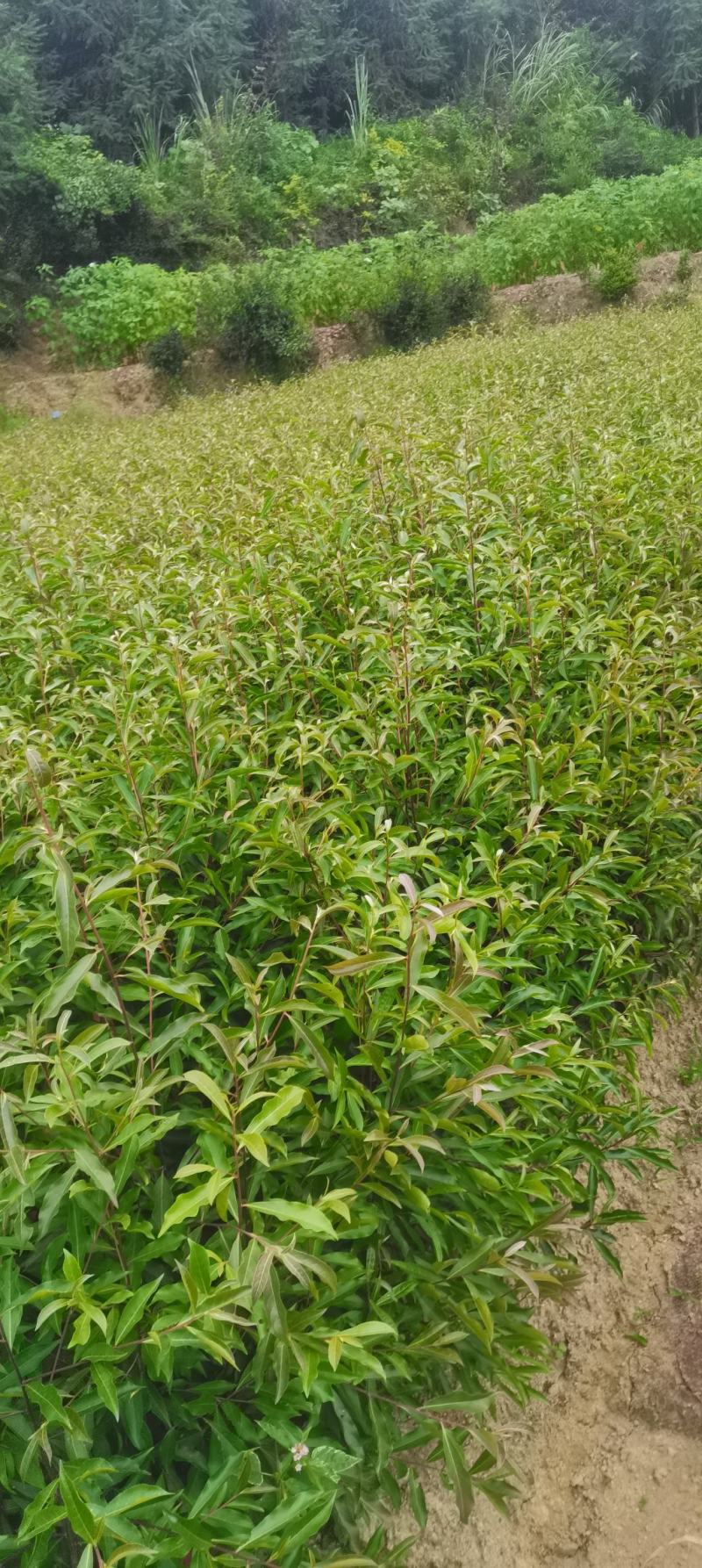 供应一年生杜英小苗，山杜英供应，江西供应各种造林苗绿化苗