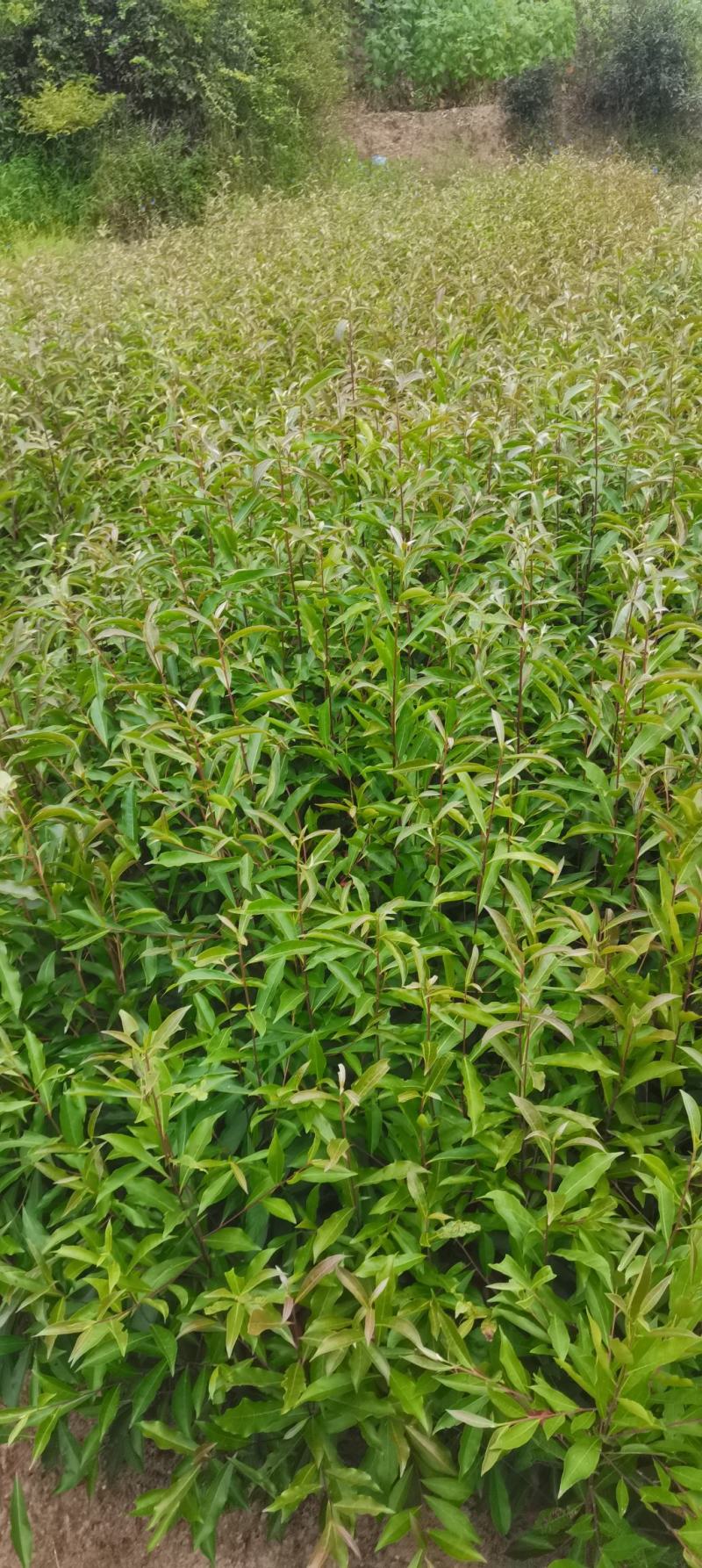 供应一年生杜英小苗，山杜英供应，江西供应各种造林苗绿化苗