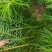 供应一年生杉木小苗，根系发达造林苗，基地直供，走量批发