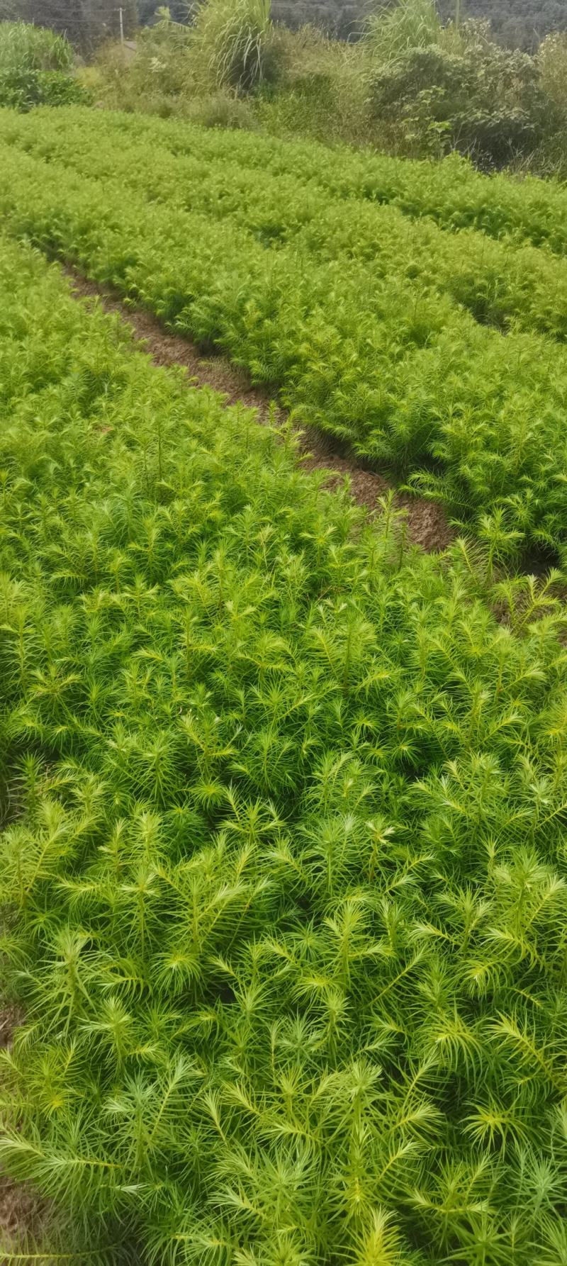 供应一年生杉木小苗，根系发达造林苗，基地直供，走量批发