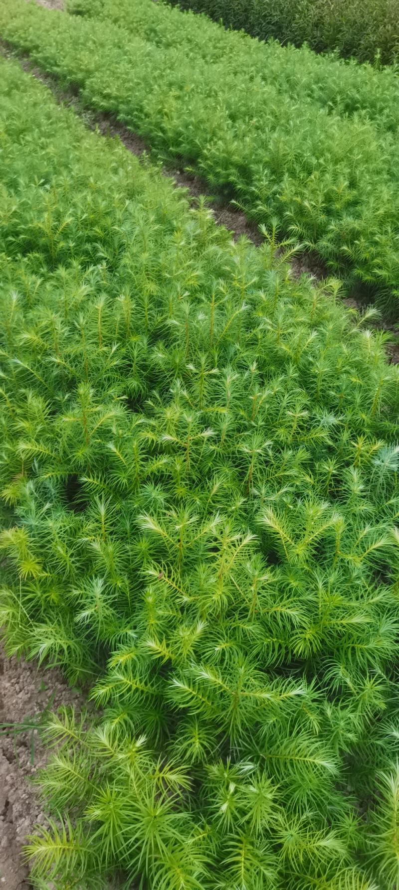 供应一年生杉木小苗，根系发达造林苗，基地直供，走量批发