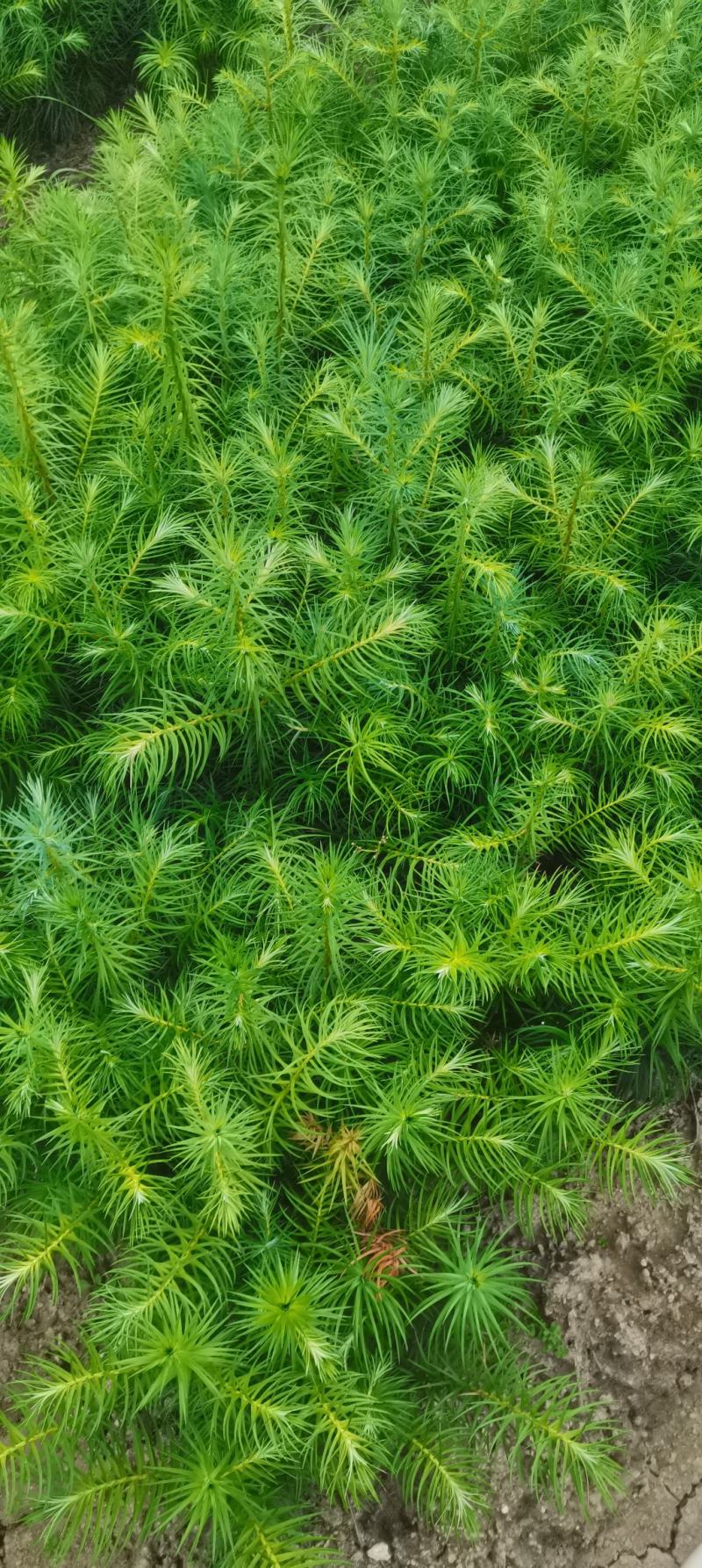 供应一年生杉木小苗，根系发达造林苗，基地直供，走量批发