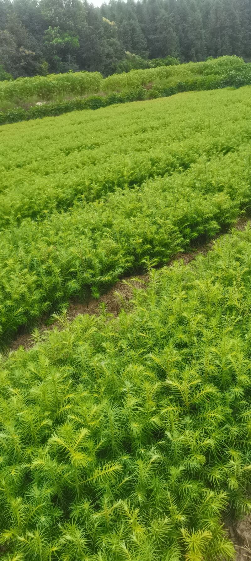 供应一年生杉木小苗，根系发达造林苗，基地直供，走量批发