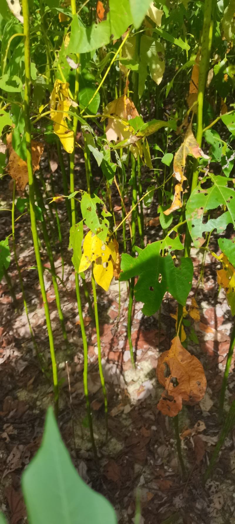 自家苗圃供应一年生檫木苗，梓树苗，江西宜春直供