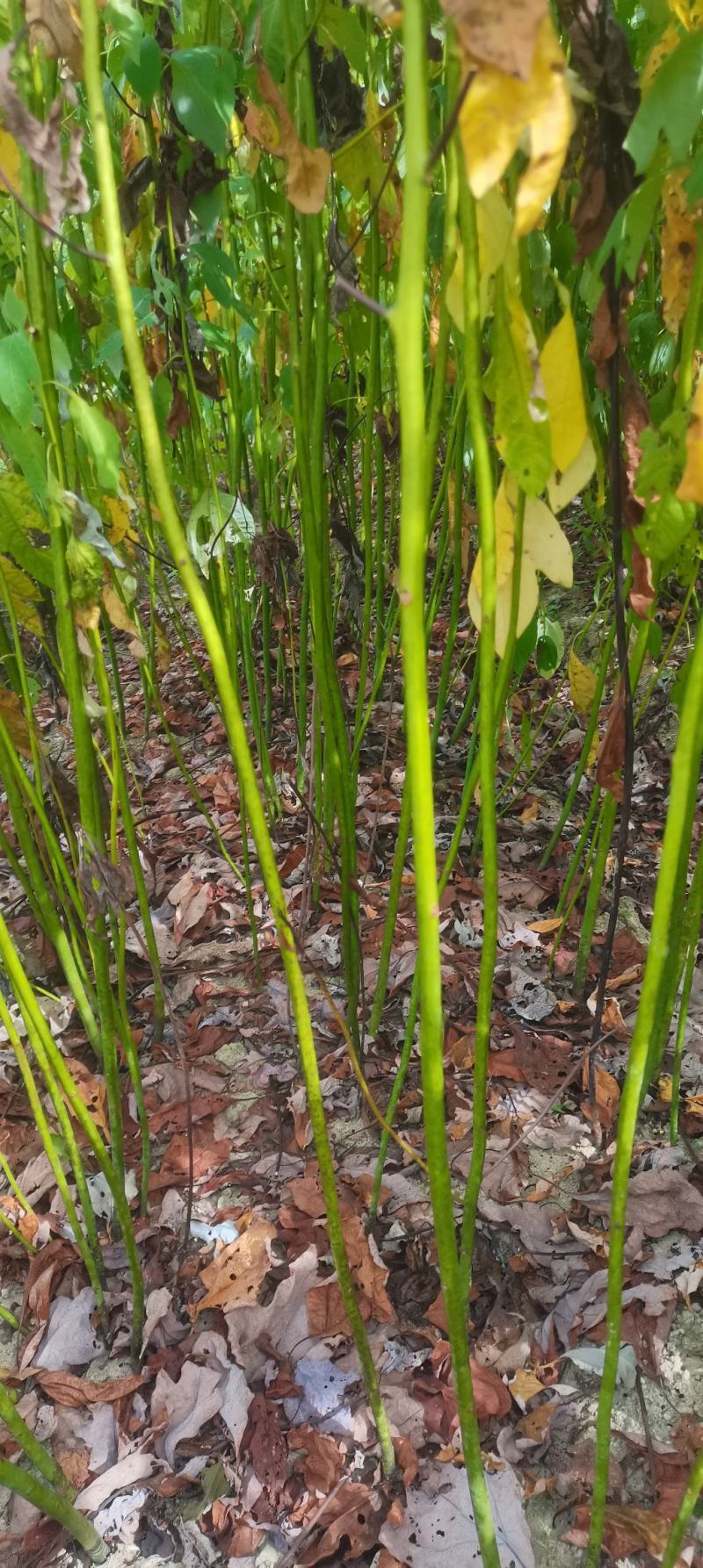 自家苗圃供应一年生檫木苗，梓树苗，江西宜春直供