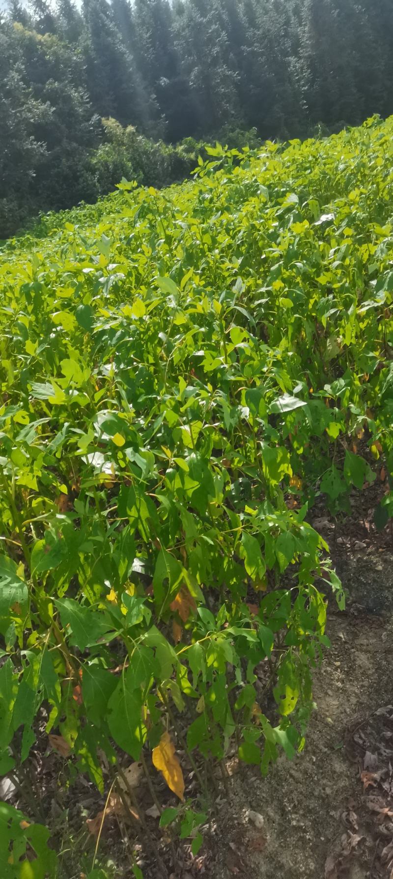 自家苗圃供应一年生檫木苗，梓树苗，江西宜春直供