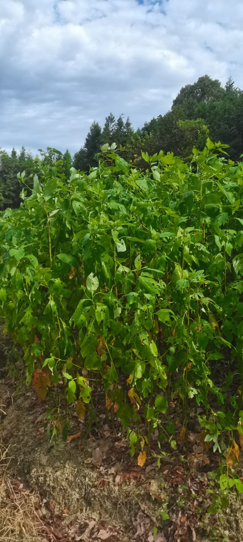 自家苗圃供应一年生檫木苗，梓树苗，江西宜春直供