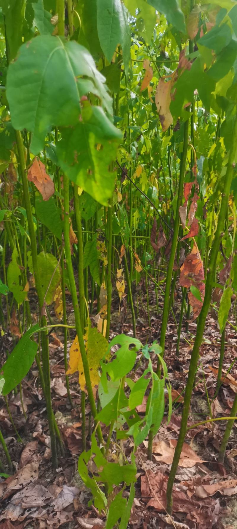 自家苗圃供应一年生檫木苗，梓树苗，江西宜春直供