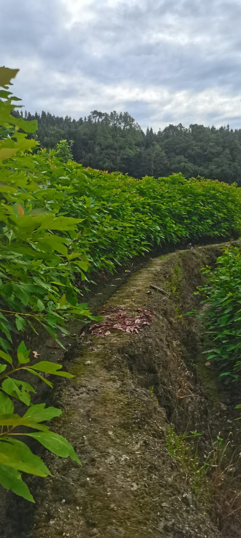 供应一年生檫木小苗，江西檫木，造林树种，苗圃直供