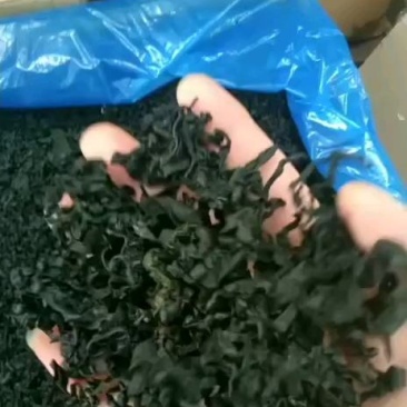 裙带菜厂家