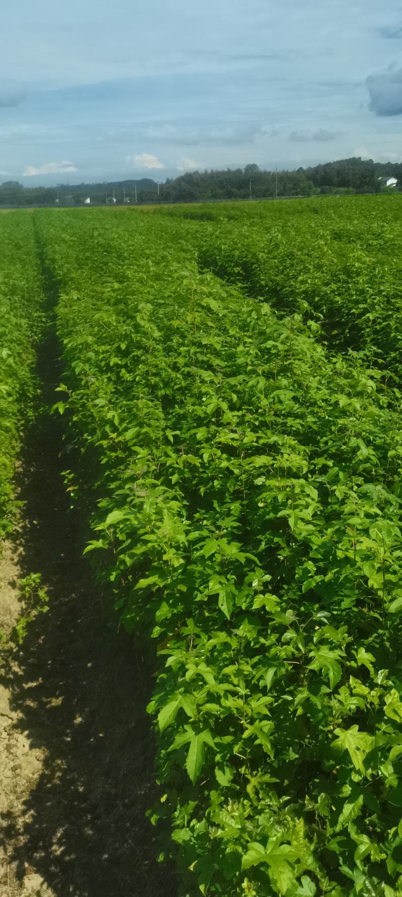 现货批发枫香苗，一年生裸根苗，基地直供，江西造林苗海量供