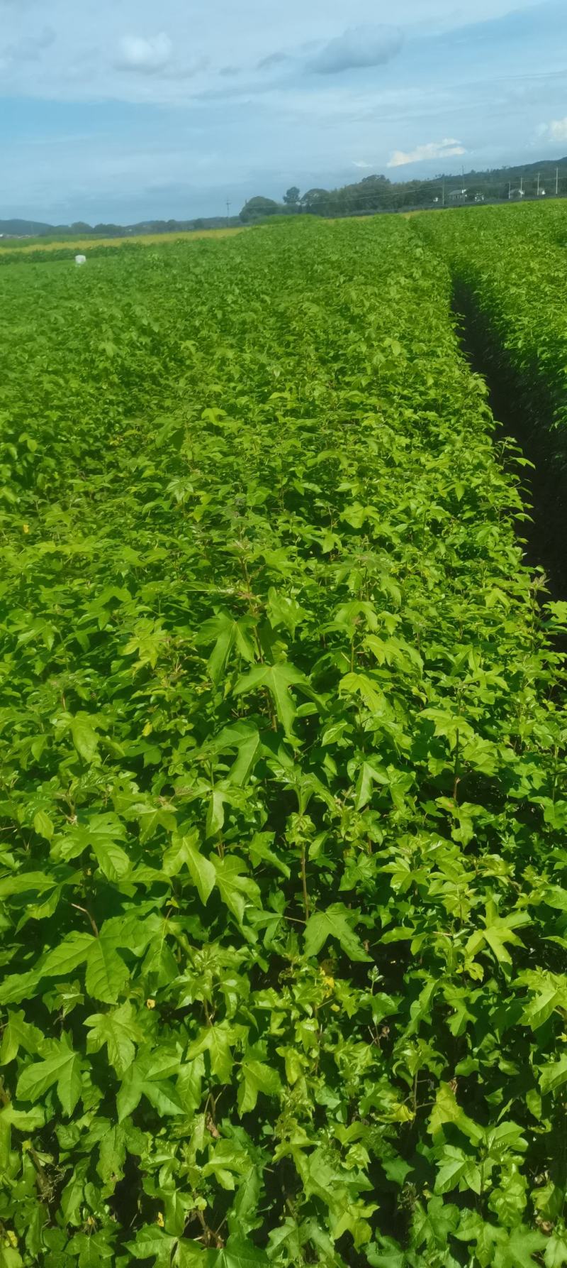 现货批发枫香苗，一年生裸根苗，基地直供，江西造林苗海量供