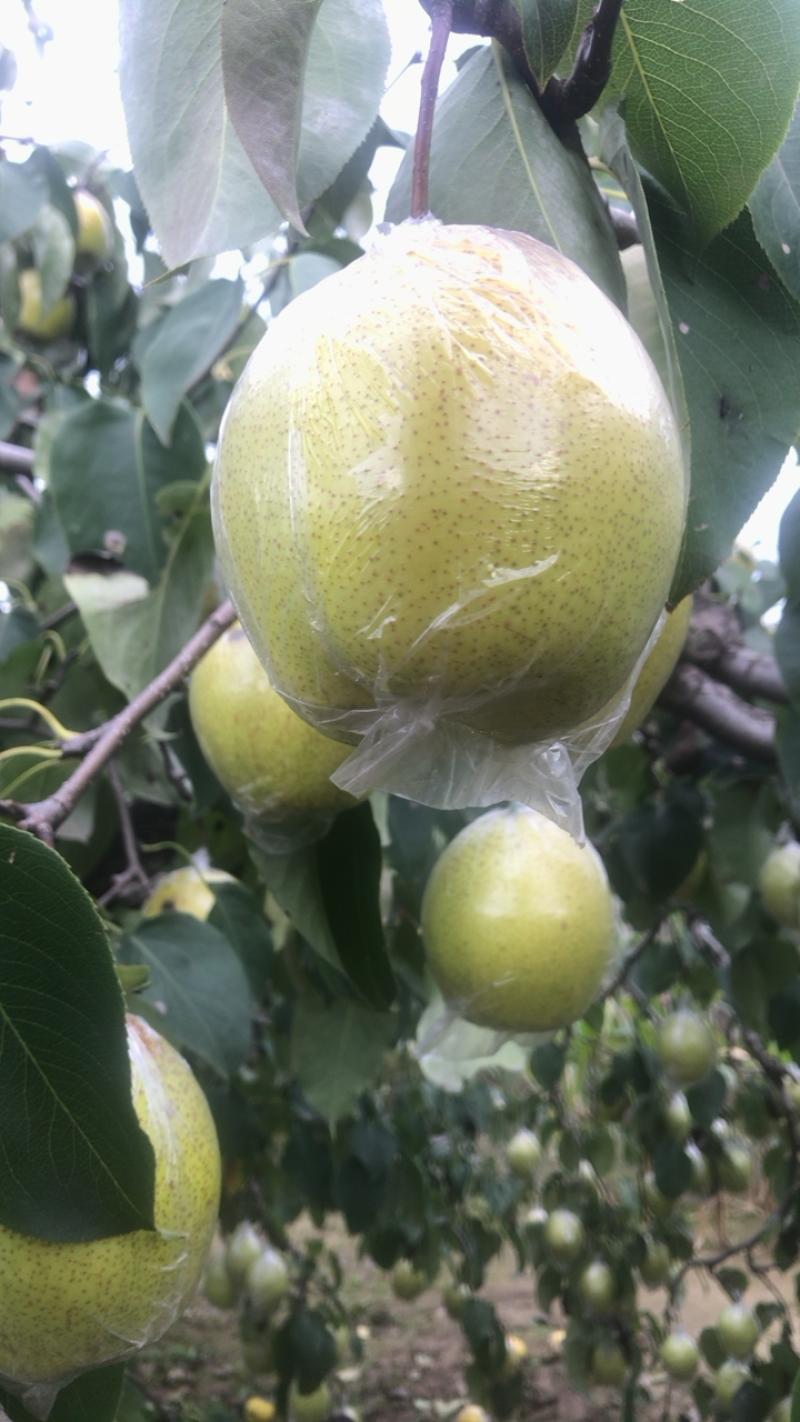 雪花梨半斤以上两万斤现货
