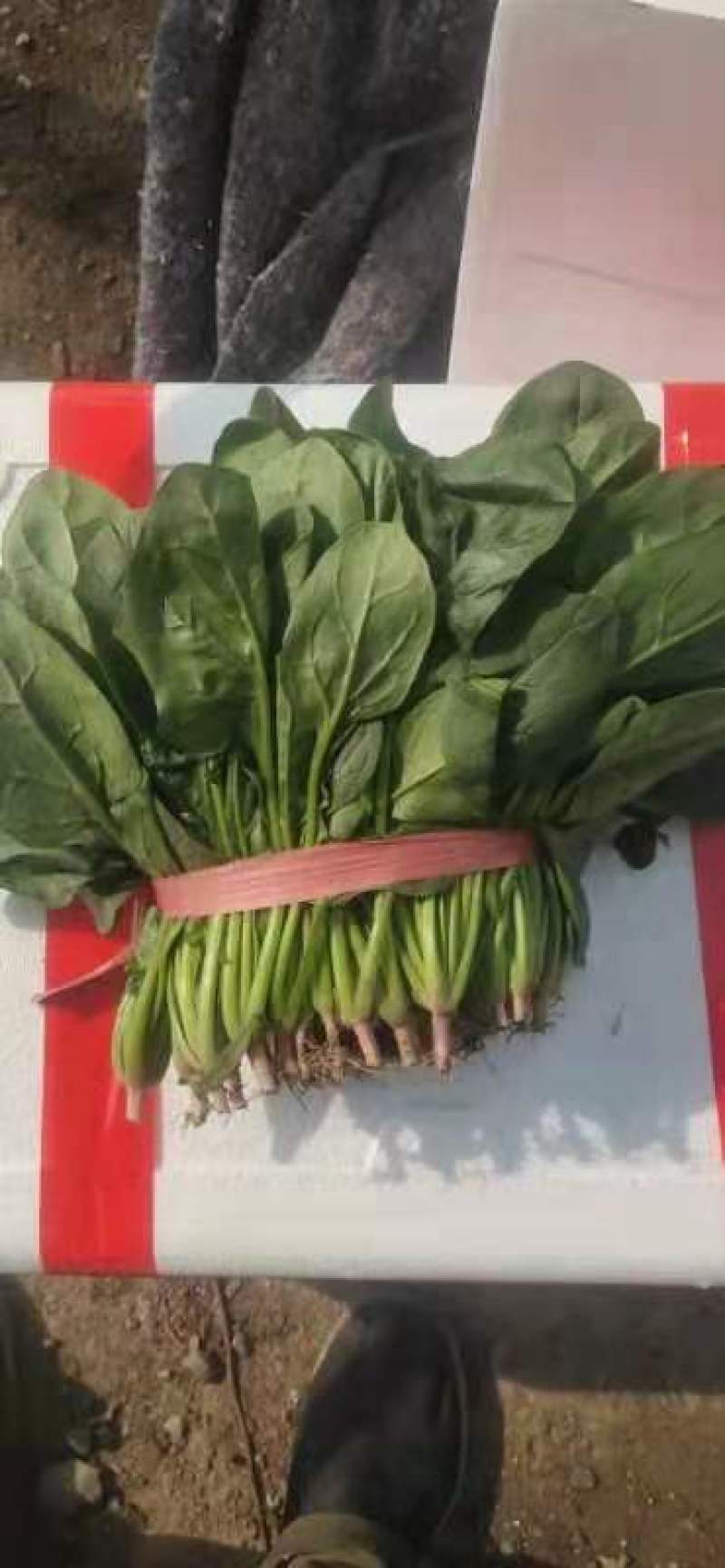 锦州菠菜五月初大量上市质量好种植面积大手工干净