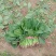 锦州菠菜五月初大量上市质量好种植面积大手工干净
