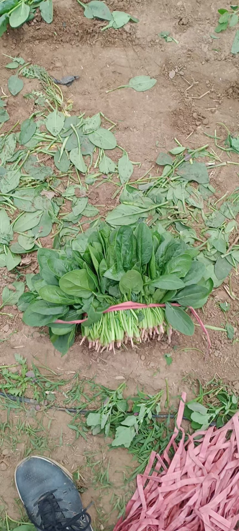 锦州菠菜五月初大量上市质量好种植面积大手工干净