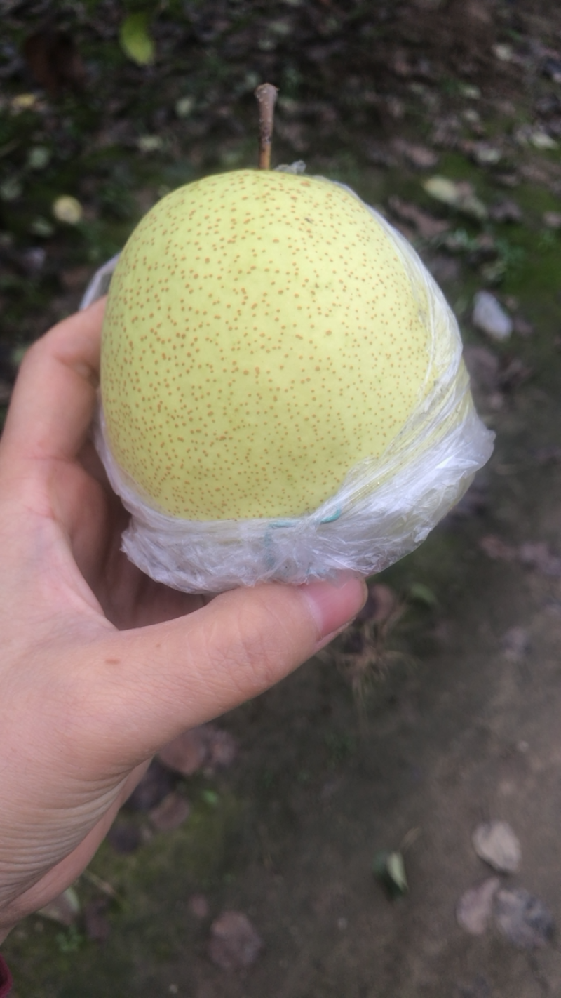 白酥梨套袋3万斤4两以上现货，果园直供，