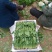 锦州菠菜五月初大量上市质量好种植面积大手工干净