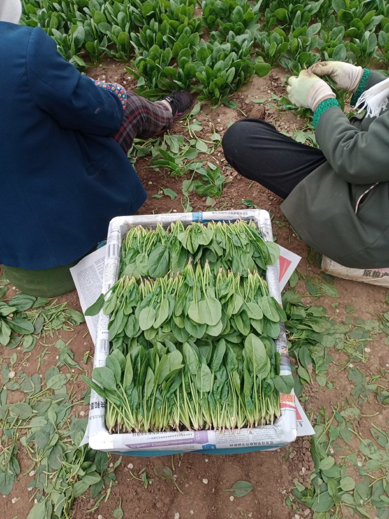 锦州菠菜五月初大量上市质量好种植面积大手工干净