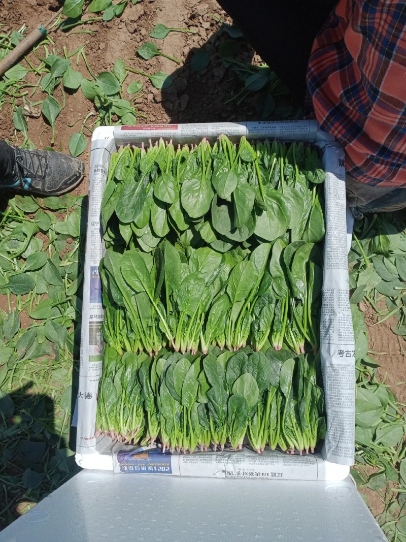 锦州菠菜五月初大量上市质量好种植面积大手工干净