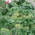 锦州菠菜五月初大量上市质量好种植面积大手工干净
