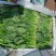 锦州菠菜五月初大量上市质量好种植面积大手工干净