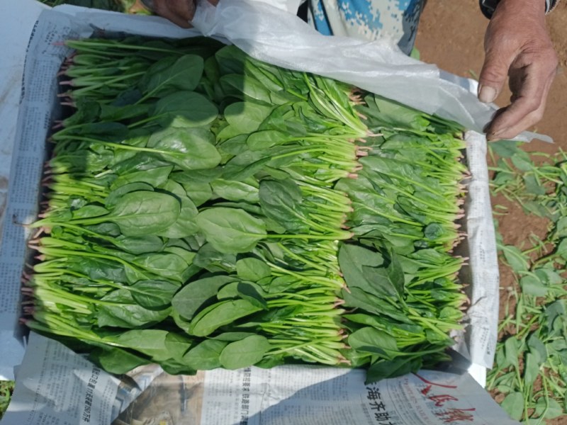 锦州菠菜五月初大量上市质量好种植面积大手工干净