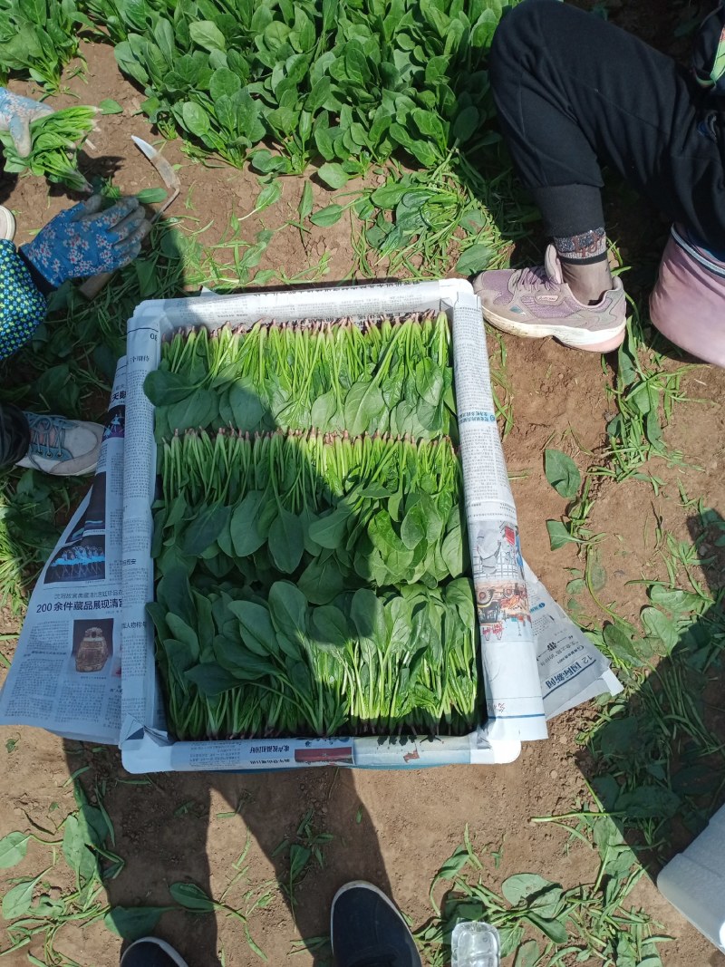 锦州菠菜五月初大量上市质量好种植面积大手工干净