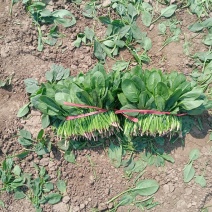 锦州菠菜五月初大量上市质量好种植面积大手工干净