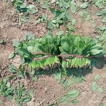 锦州菠菜五月初大量上市质量好种植面积大手工干净